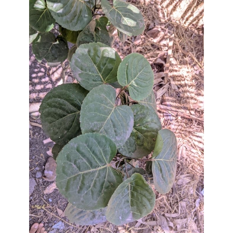 

Daun Mangkokan 15 lembar
