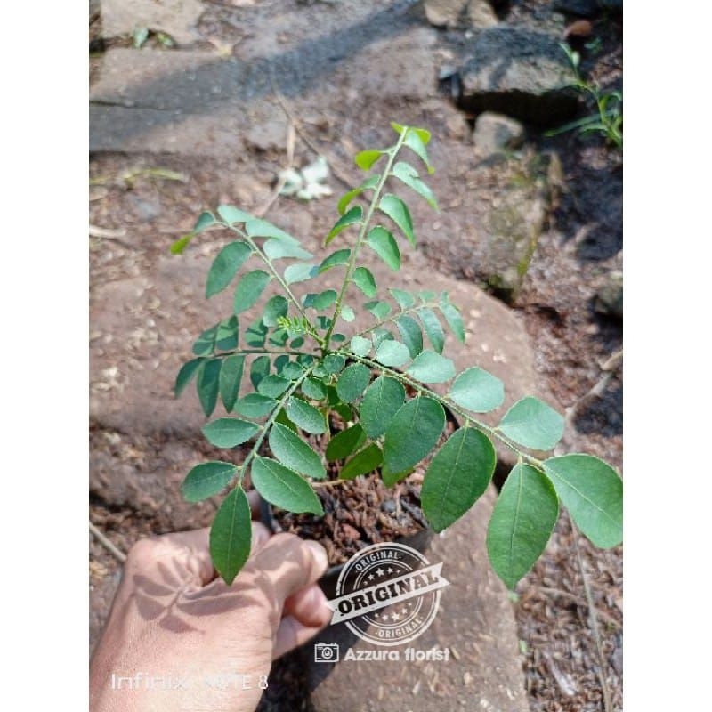 PROMO tanaman salam koja daun kari | pohon salam koja | pohon kari