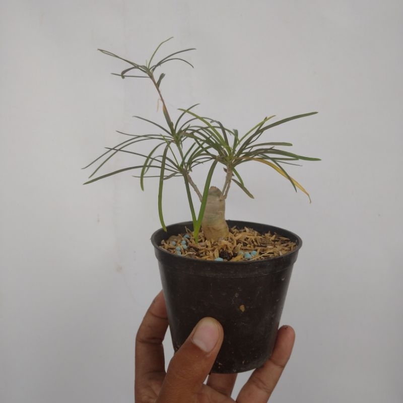 euphorbia hedyotoides (Small)