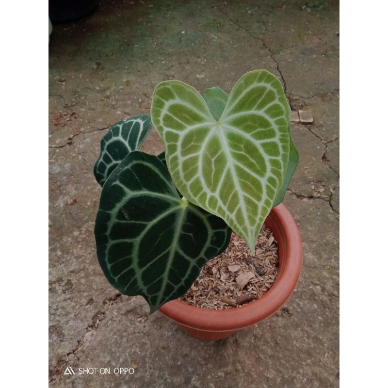 Anthurium clarinervium Queen