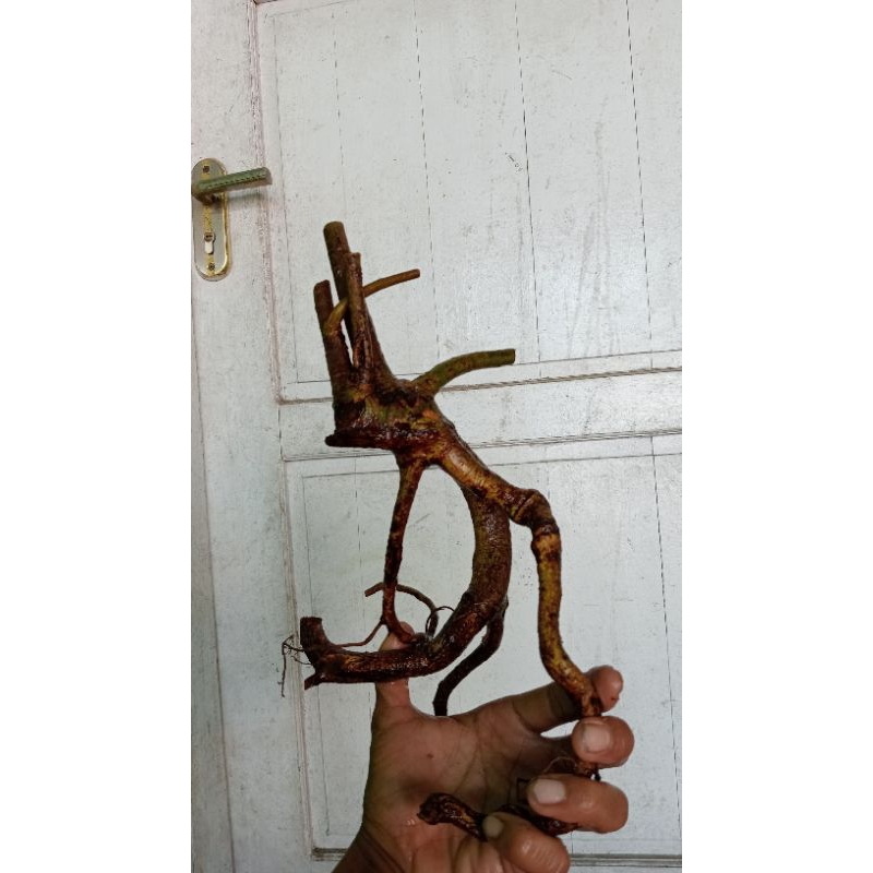 Bahan Bonsai Loa Dongkelan Murah Small Medium