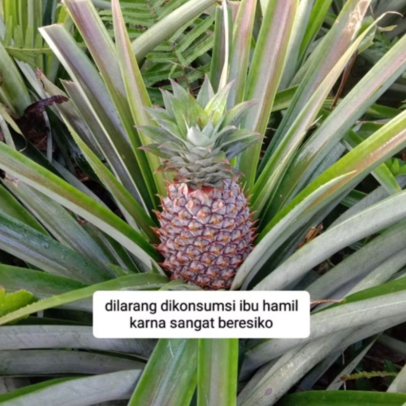 

Nanas Muda Utuh / pelancar haed 100% muda