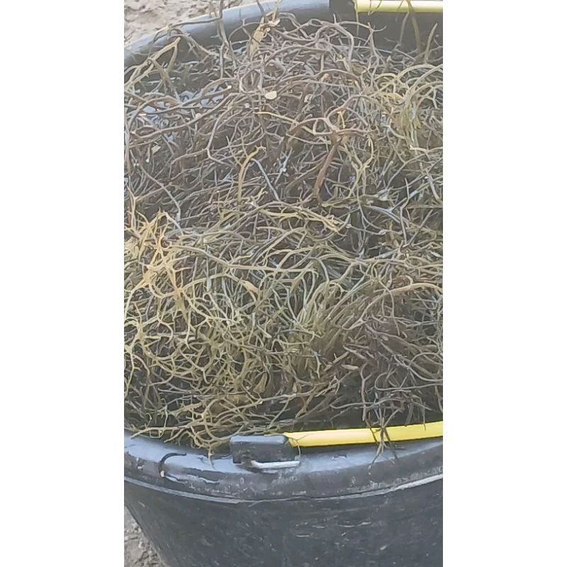 

rumput laut/bulung/seaweed segar 1kg. untuk di konsumsi/masker wajah (kecantikan)