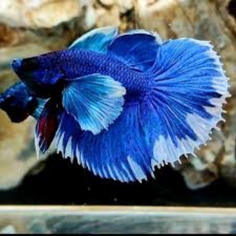 

hiasan soliter kardus