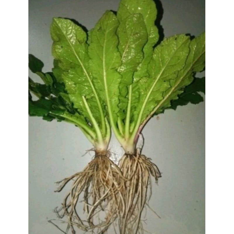 

daun tapak liman 500g