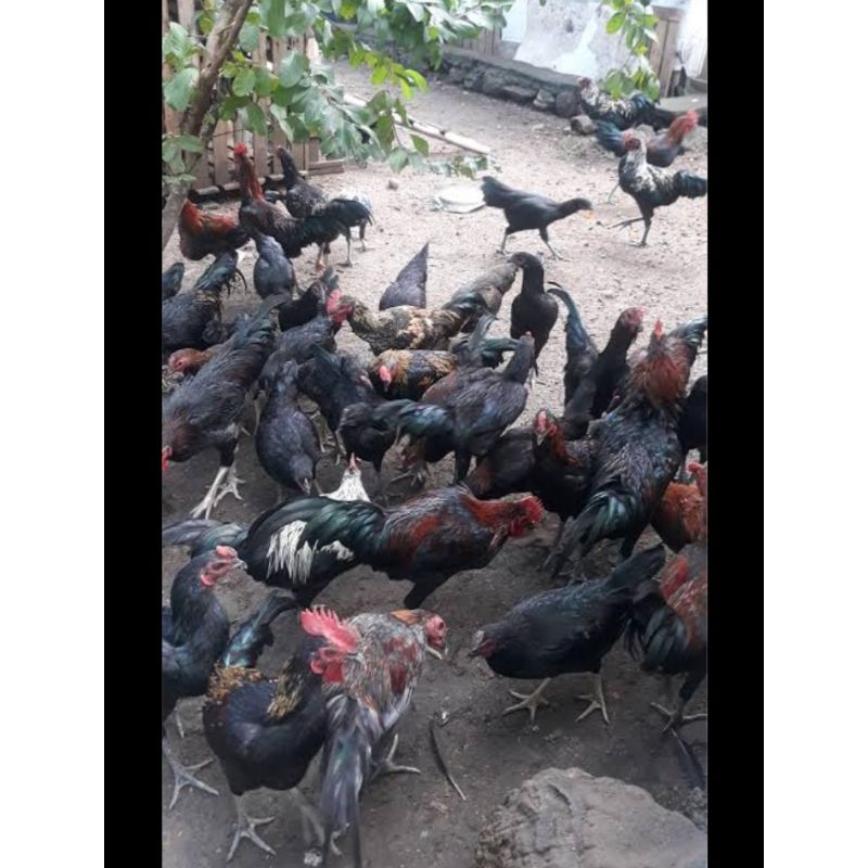 

PROMO Termurah Ayam kampung Hidup harga per kg