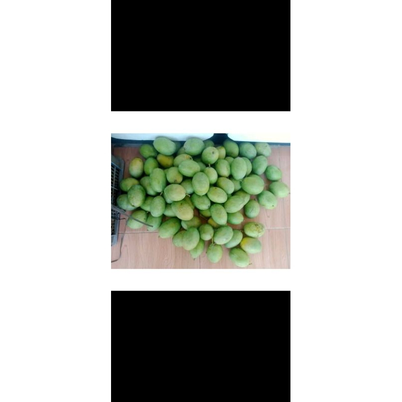 

Mangga manalagi muda/kemampo(cocok banget buat rujak buah mangga)