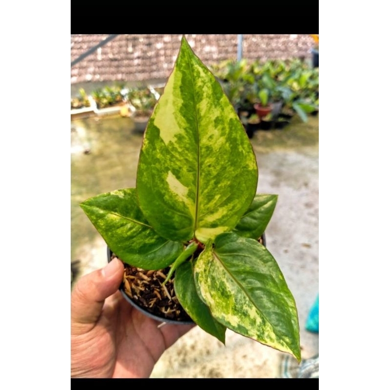 anthurium garuda x corong varigata ( koleksian )