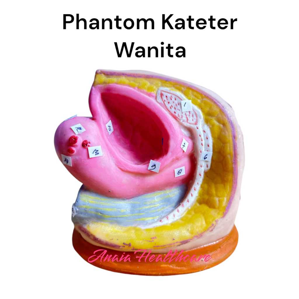 PHANTOM KATETER WANITA - MANIKIN CATHETER WANITA