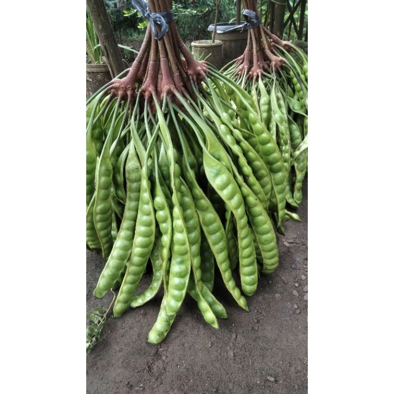 

petai pete lalapan 1 papan 1 lonjor 1 keris