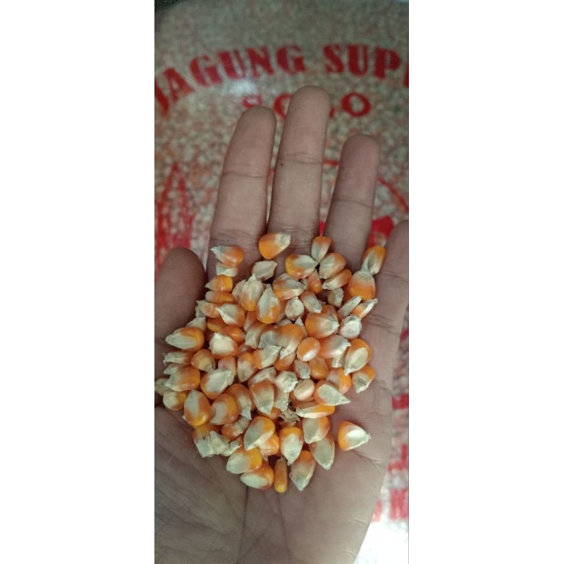 

Jagung Hibrida Super 25 Kg