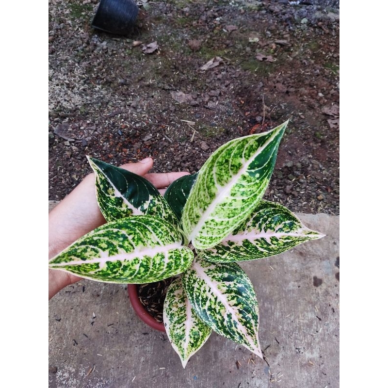 paket 2 Aglonema tanian lokal mutiara alba dan susan