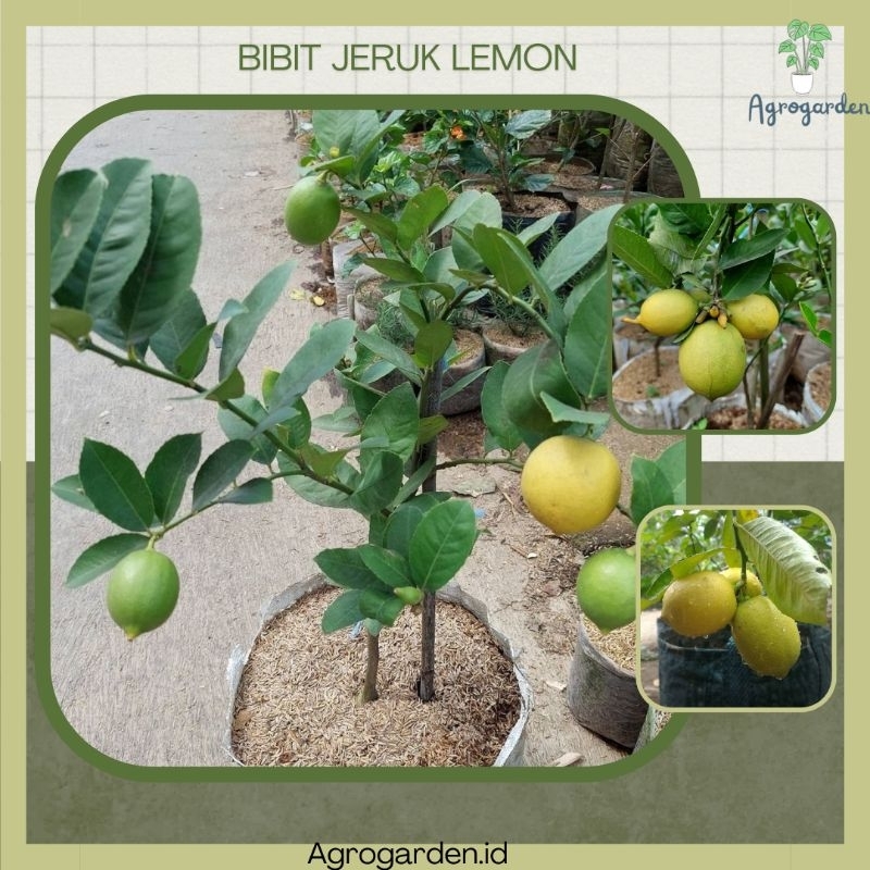 BIBIT JERUK LEMON CALIFORNIA KONDIS I SUDAH BERBUAH - TANAMAN LEMON  - BIBIT BUAH LEMON - BIBIT BUAH
