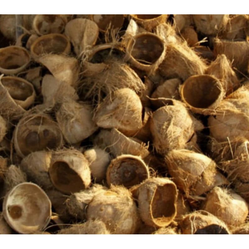 batok kelapa kering