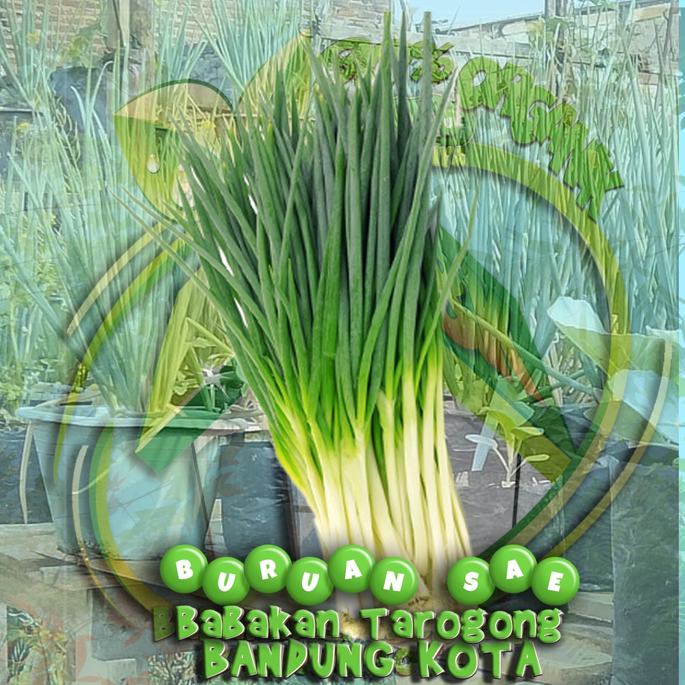 

Bawang Daun / Sayur Segar / Buruan Sae Bandung / Daun Bawang 500 gram