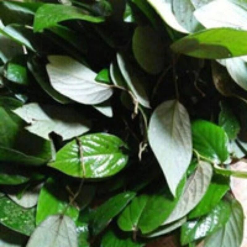 

daun singa depa herbal - daun singa depa promo paket isi 20 lembar siap pakai obat herbal tradisional
