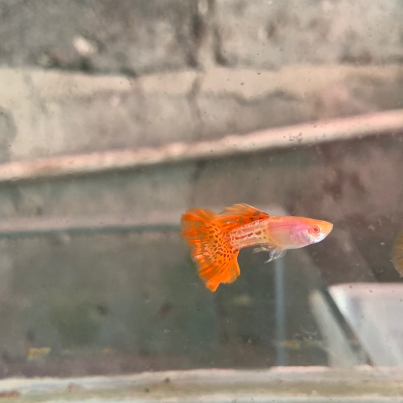 GUPPY ALBINO METAL RED LACE 1 PASANG