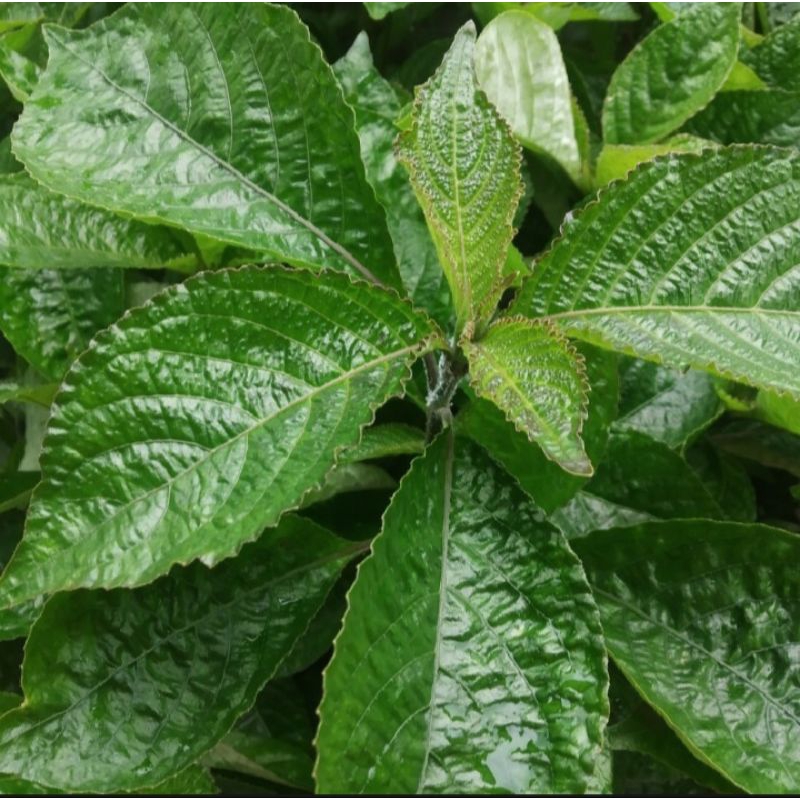 

daun kejibeling atau pecah beling 250g