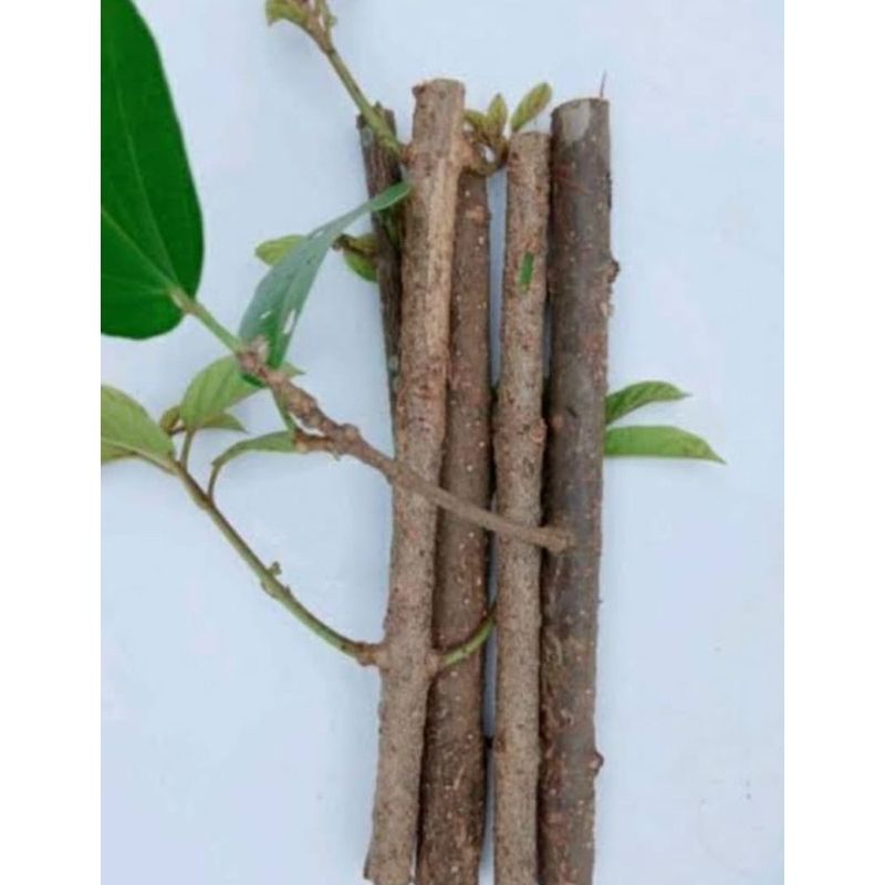 PROMO BIBIT CINCAU HIJAU / BIBIT CINCAU PERDU / BENIH CINCAU UNGGUL / STEK CINCAU