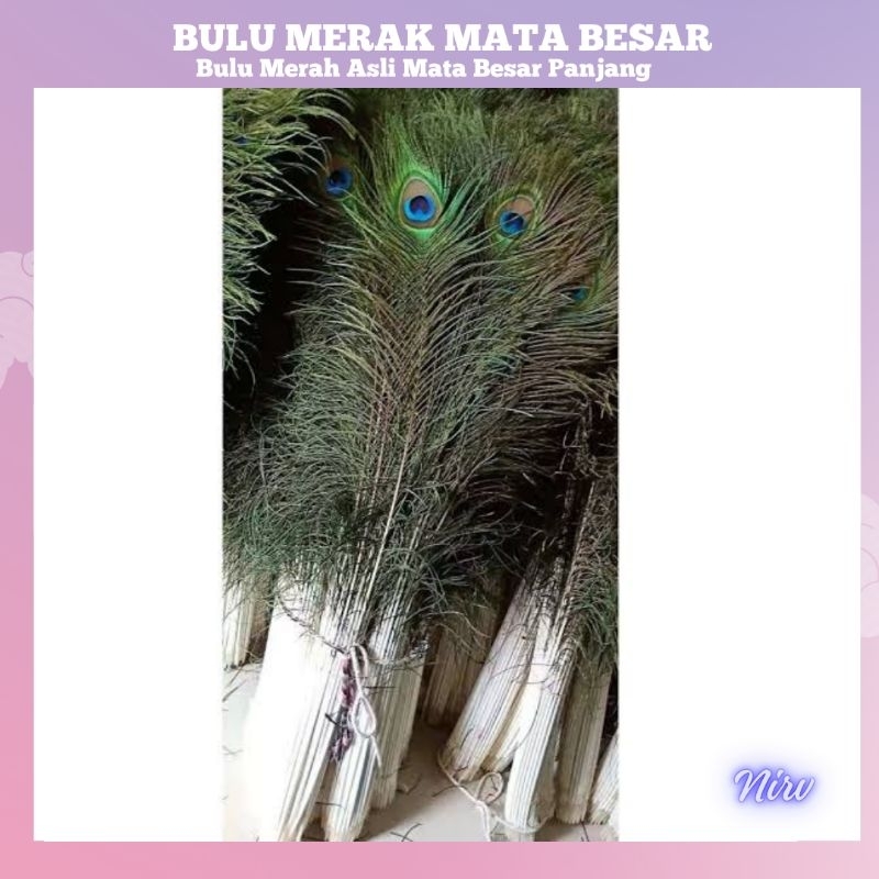 BULU MERAK/bulu merak mata besar/bulu merak asli/bulu merak tebal panjang
