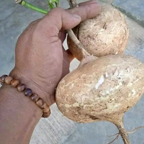 

BENGKUANG FRESH 1 KG