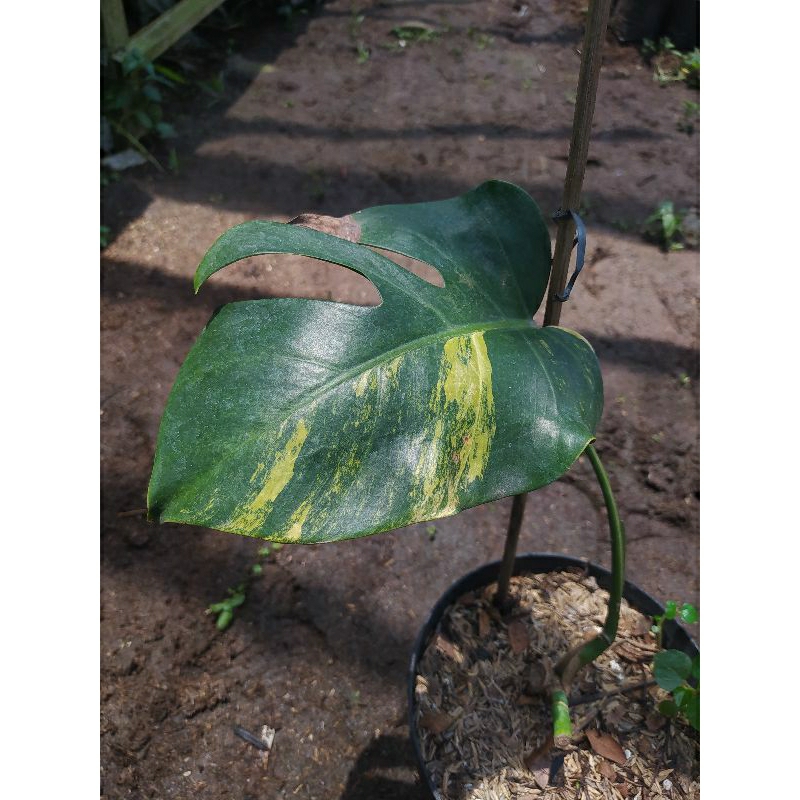 marmorata 1 daun pancing