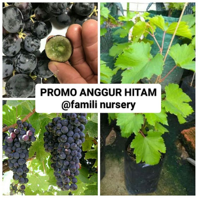 PROMO bibit buah anggur hitam  siap tanam