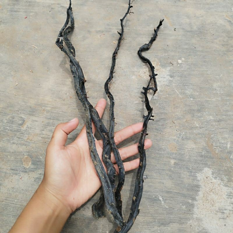 Bahan Akar Bahar Merah Natural