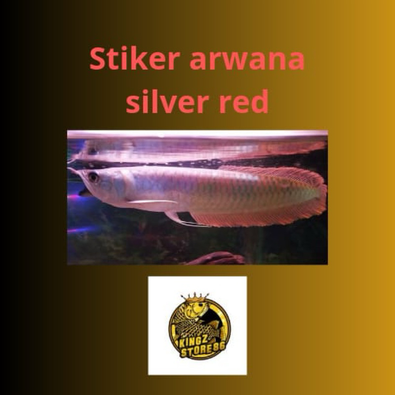 

stiker Arwana minusan silver red