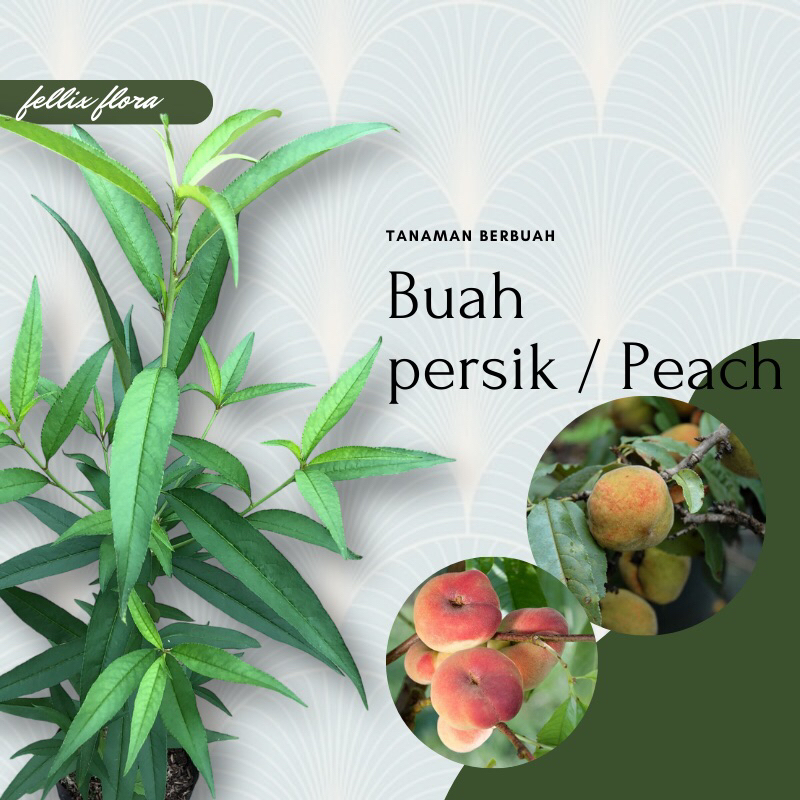 Bibit Tanaman Buah Persik / Bibit Buah Persik / Buah peach