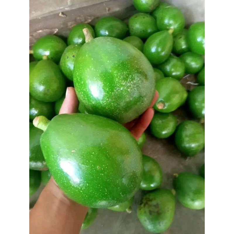 

alpokat alpukat avocado segar