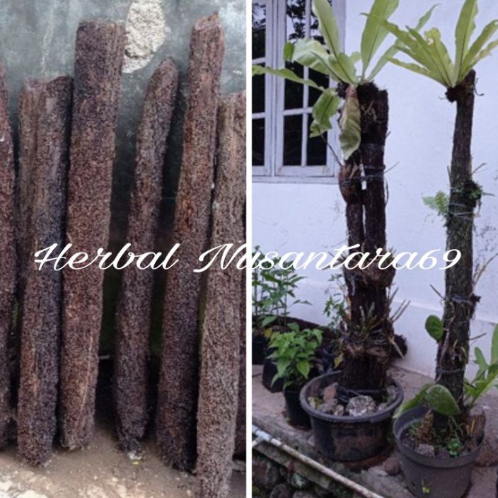 KI3 Batang Pohon Pakis Media Tanam Anggrek tinggi 75cm lebar 8cm