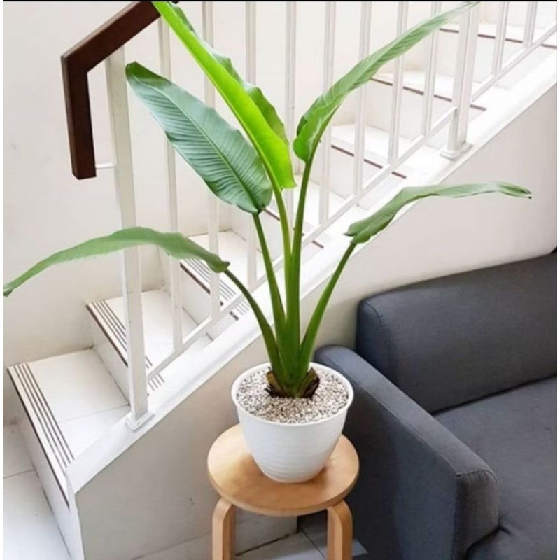 Promo Termurah Tanaman Hias Pisang Kipas Plus Pot Putih Tanaman Hias Pisang Kipas Plus Pot Putih