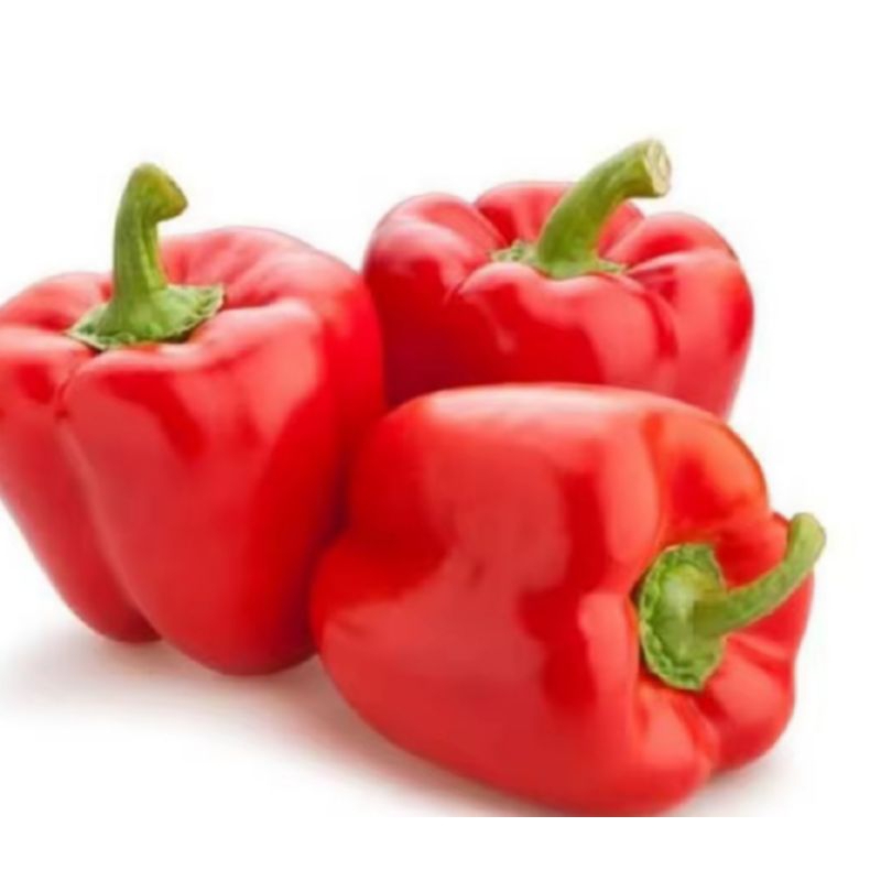3 Benih Paprika Merah Red Star