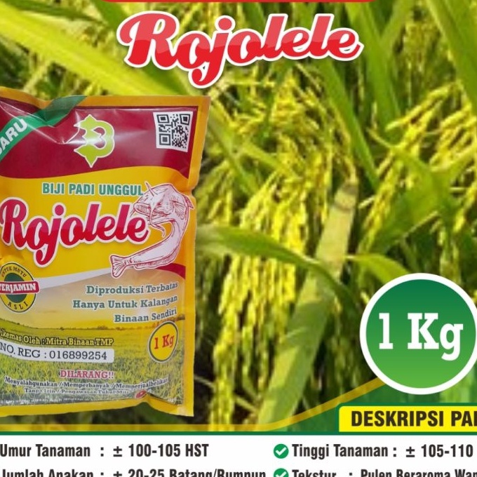 murah Padi Rojolele  Biji Padi Rojolele  Biji Padi Rojolele