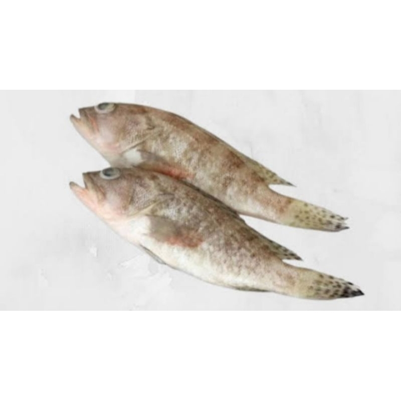 

Ikan Kerapu 500 gram