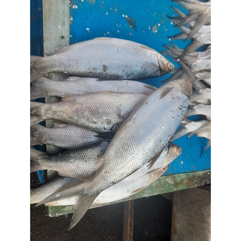 

ikan bandeng