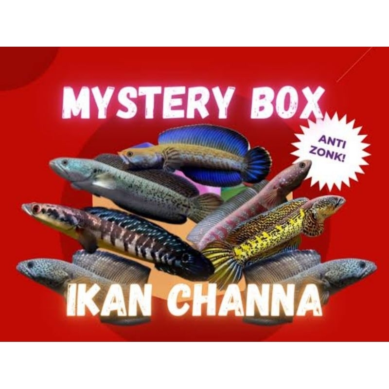 MISTRI BOX REAL IKAN CHANA