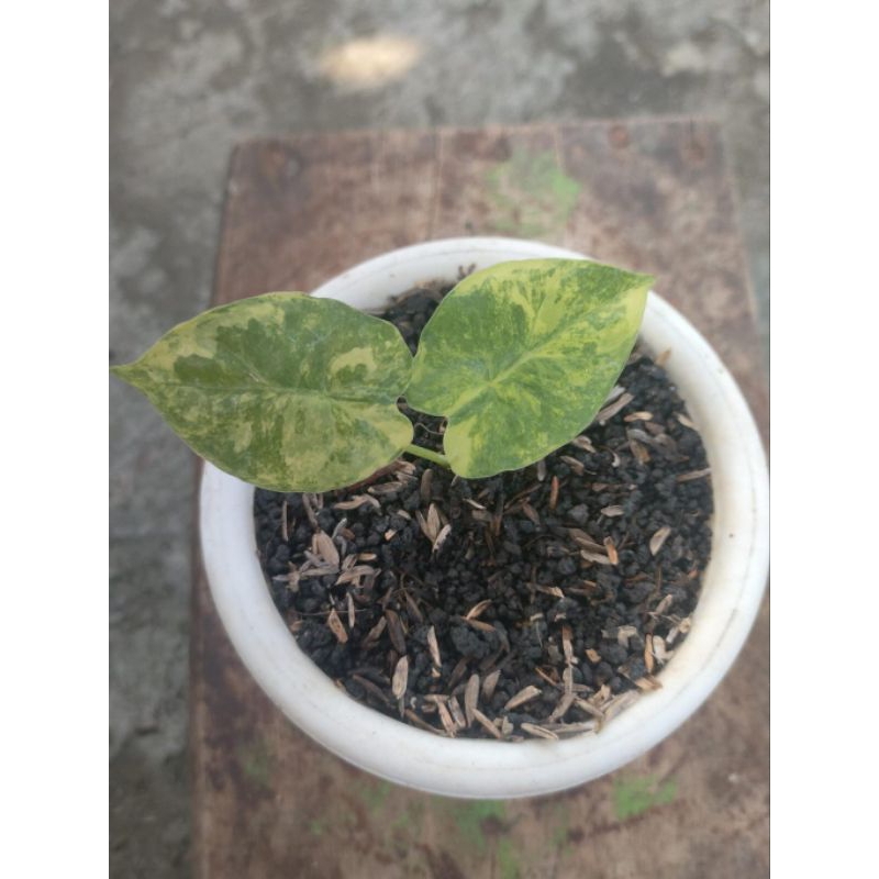 tanaman hias rhapidopora gorilland varigata