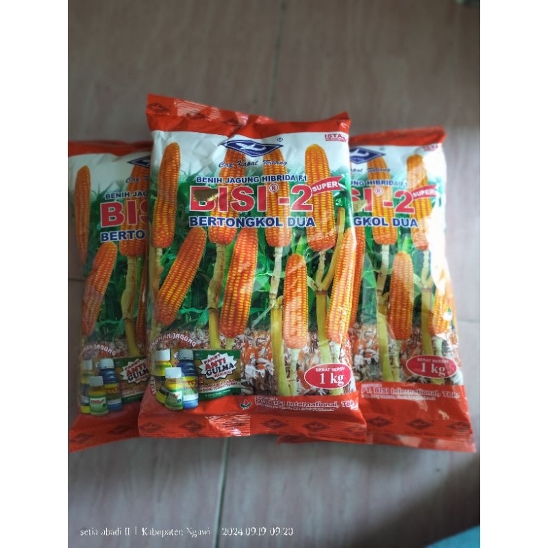 benih JAGUNG HIBRIDA F1