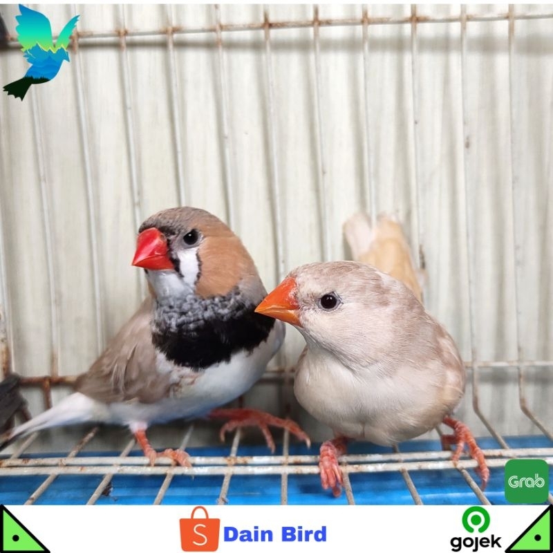 Burung Zebra Finch Medium Siapan Sepasang - LB Black Breast & White Penguin