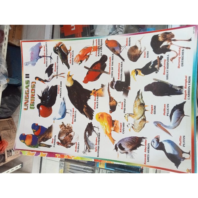 poster belajar poster edukasi hewan unggas