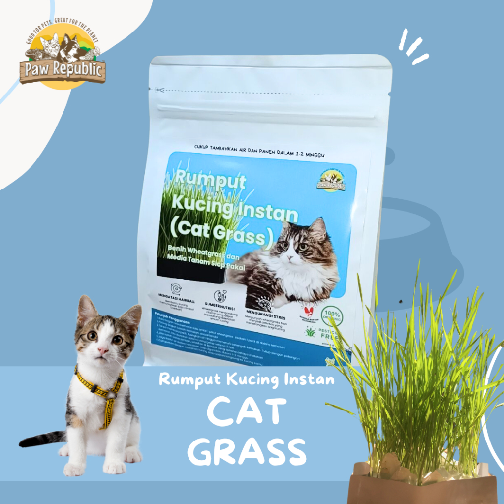 Rumput Kucing Wheatgrass Paket Lengkap