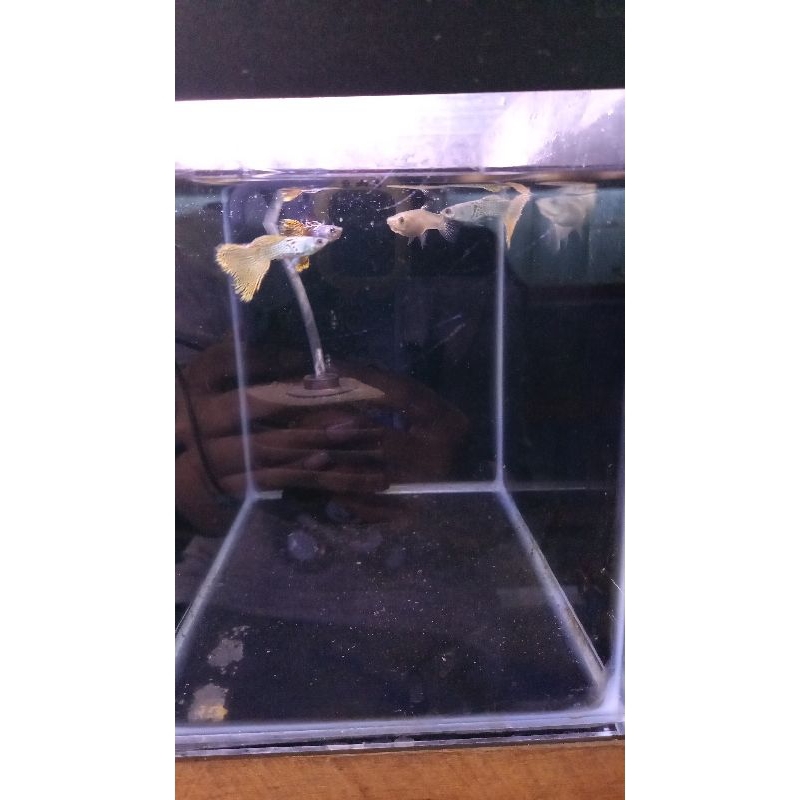 ikan guppy metal snake skin yellow lace - pasangan