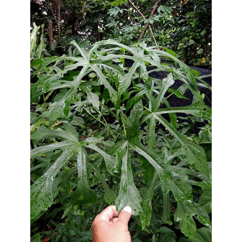 

daun gedi petik segar 15 lbr