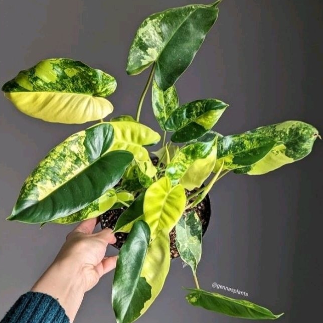 burlemax varigata / brekele varigata