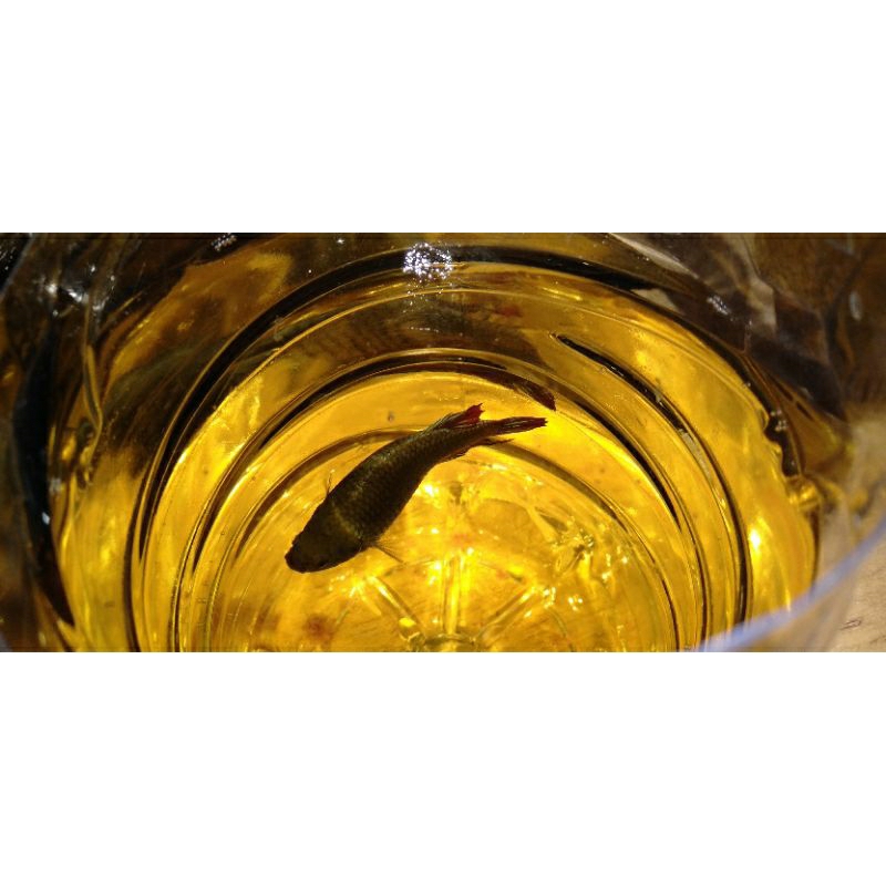 cupang bagan betina size besar siap breed umur 5 bulan up