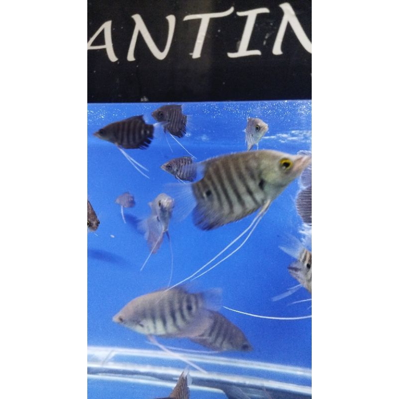 

Hiasan kaloi Manah Herbal