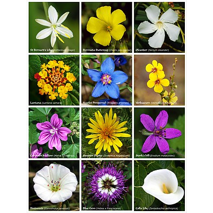 Buket Bunga Wisuda Bandung Flower Hand Bouquet Asli Segar Bucket Fresh Mawar Rose Warna Merah Pink G