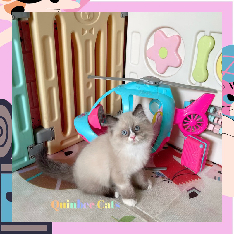 Kucing Ragdoll x Himalaya simetris jantan Chocolate Cinnamon White